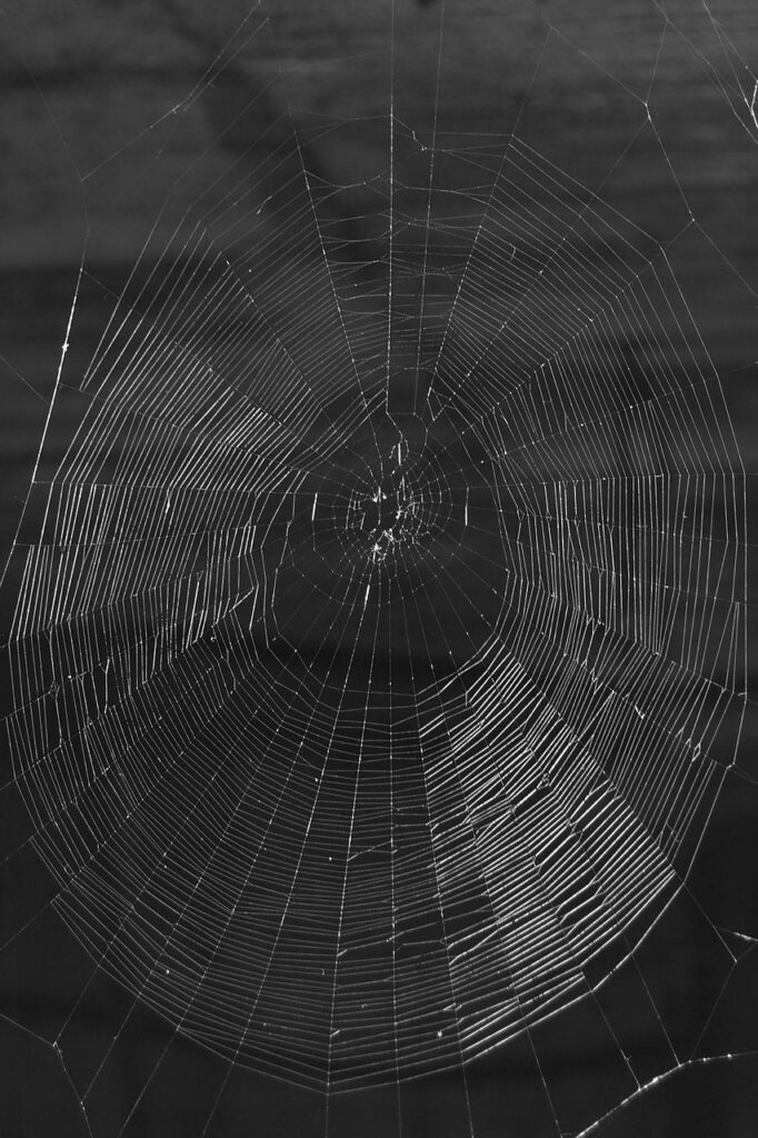 web, spider web, beautiful wallpaper, threads, nature, black, white, background, iphone wallpaper